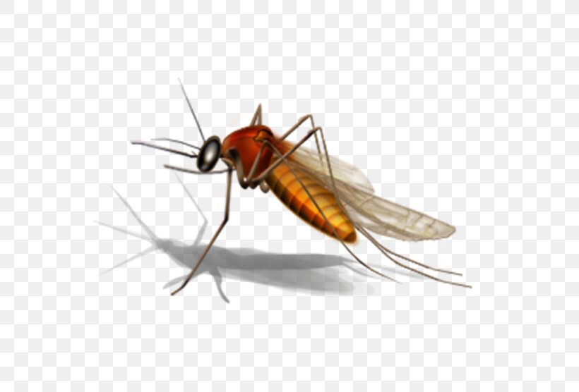 Mosquito Control West Nile Virus Microsoft Office Website Clip Art, PNG, 556x556px, Mosquito, Arthropod, Fly, Insect, Invertebrate Download Free