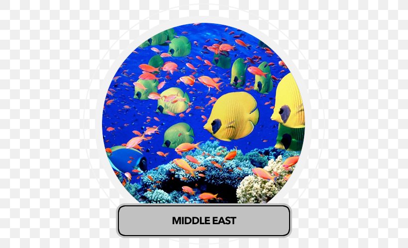 Red Sea Ocean Deep Sea Earth, PNG, 500x500px, Red Sea, Aquarium, Coral, Coral Reef, Coral Reef Fish Download Free