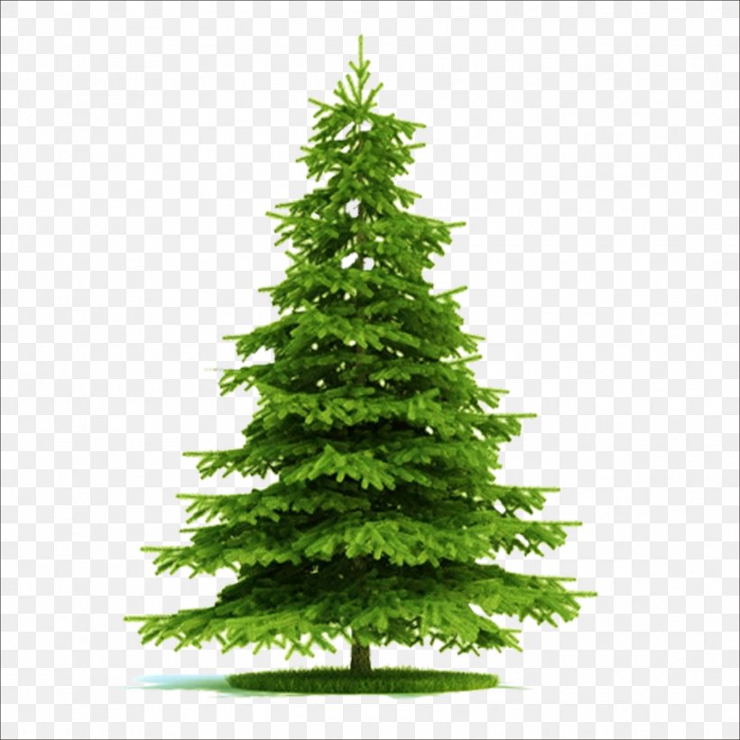 Blue Spruce Picea Asperata Norway Spruce Tree Plant, PNG, 1773x1773px, 3d Modeling, Blue Spruce, Autodesk 3ds Max, Biome, Christmas Decoration Download Free