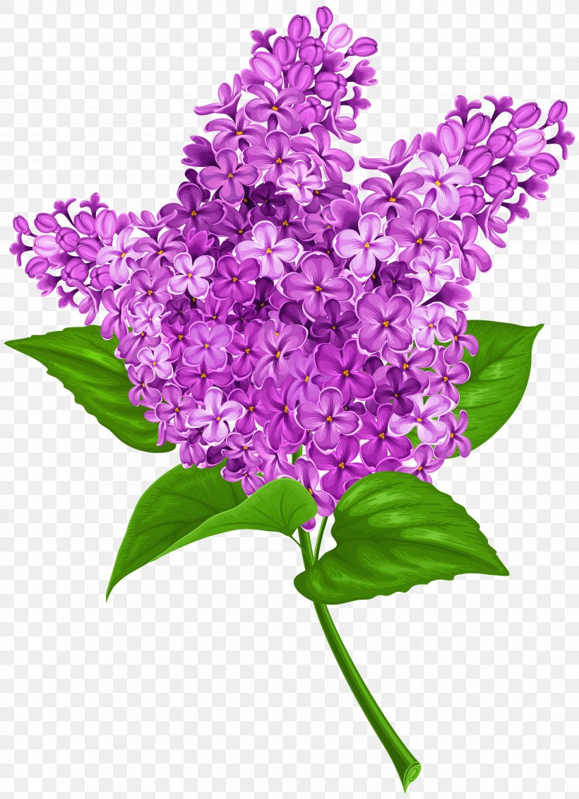 Lilac Clip Art, PNG, 3628x5000px, Lilac, Branch, Color, Common Lilac, Cut Flowers Download Free