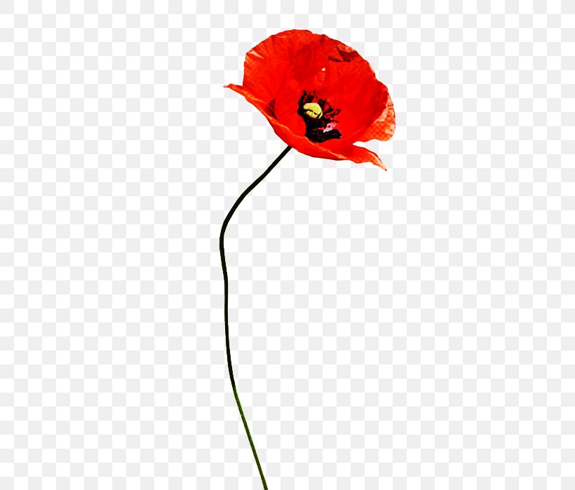 Red Coquelicot Flower Poppy Corn Poppy, PNG, 372x699px, Red, Coquelicot, Corn Poppy, Flower, Petal Download Free