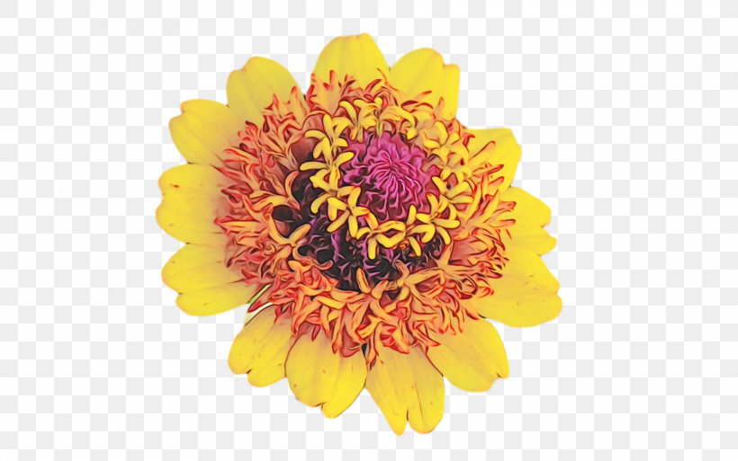 Chrysanthemum Cut Flowers Transvaal Daisy Petal Pollen, PNG, 1920x1202px, Watercolor, Biology, Chrysanthemum, Cut Flowers, Flower Download Free