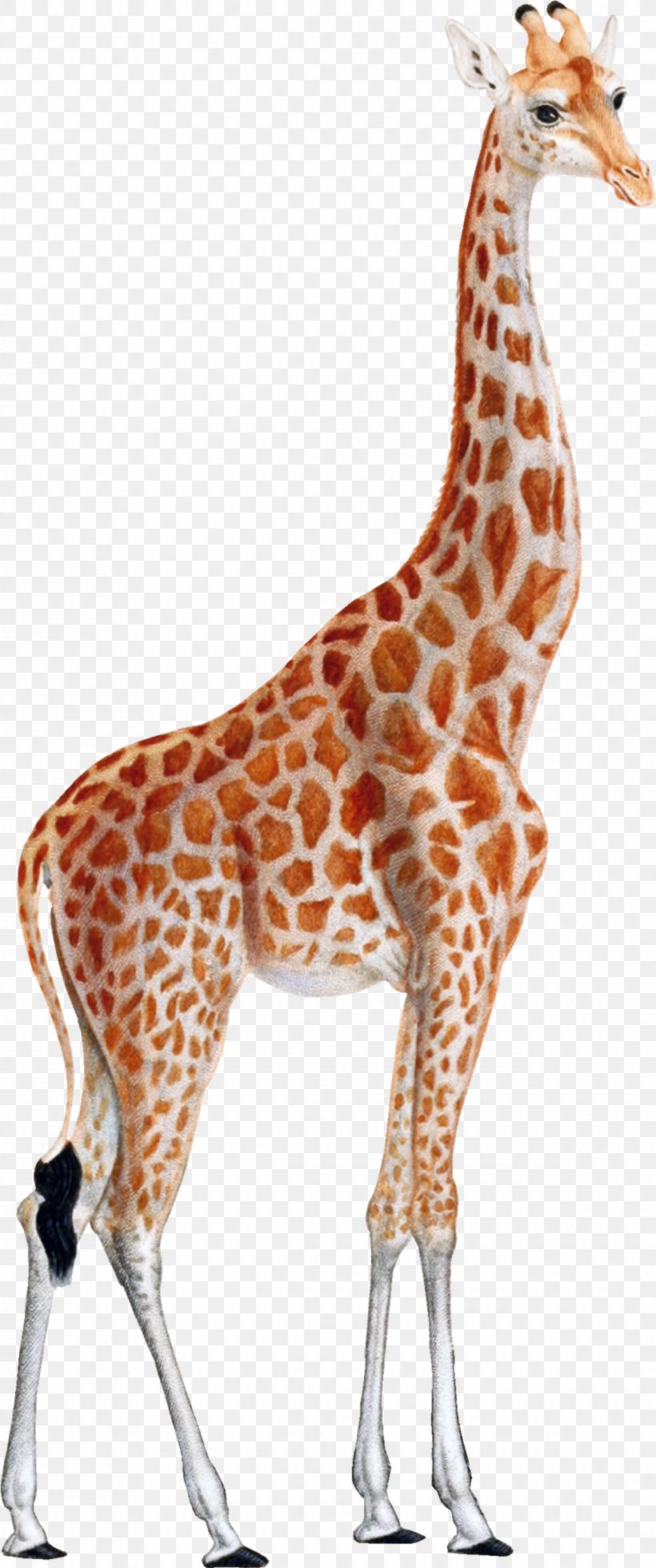 Giraffe Cartoon, PNG, 1193x2849px, Giraffe, Animal Figure, Drawing, Fawn, Giraffidae Download Free