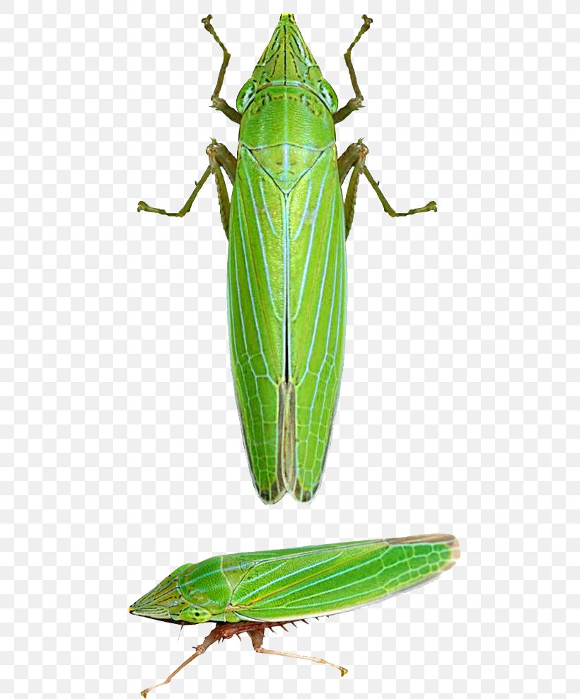 Grasshopper Insect Locust Caelifera Draeculacephala Angulifera, PNG, 502x988px, Grasshopper, Arthropod, Caelifera, Cricket, Cricket Like Insect Download Free