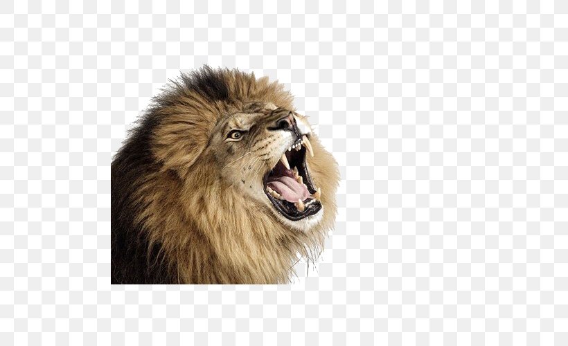 Lion Cougar Cat, PNG, 500x500px, Lion, Big Cat, Big Cats, Carnivoran, Cat Download Free