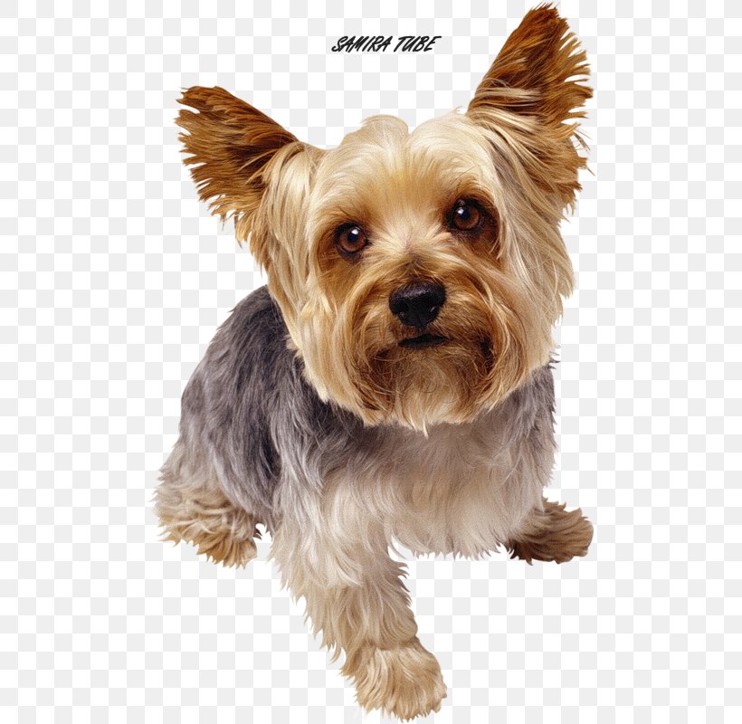 Pet Sitting Yorkshire Terrier Dog Collar Dog Walking, PNG, 498x800px, Pet Sitting, Australian Silky Terrier, Australian Terrier, Beneful, Biewer Terrier Download Free