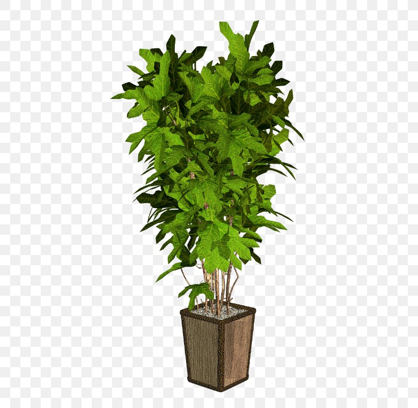 Plant Arecaceae Verdure Station, PNG, 431x800px, Plant, Arecaceae, Cura, Digital Image, Evergreen Download Free