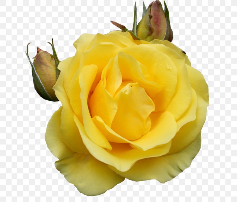 Rose Desktop Wallpaper Clip Art, PNG, 673x699px, Rose, Blue, Color, Cut Flowers, Floribunda Download Free