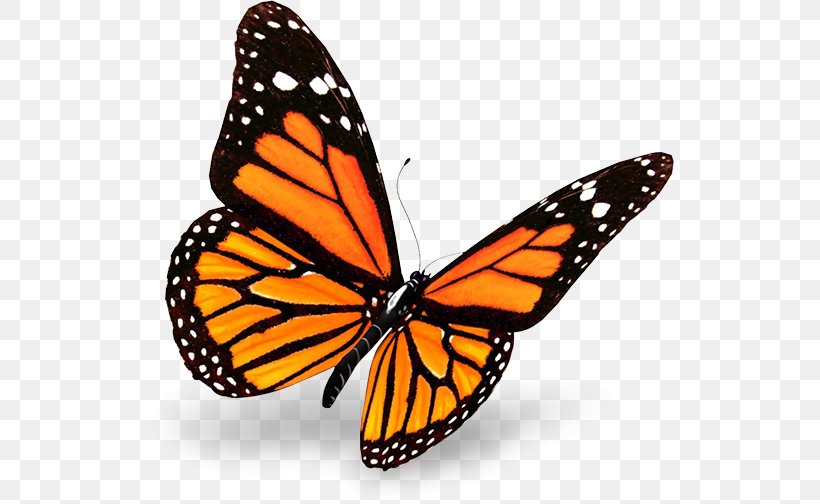 The Monarch Butterfly Insect, PNG, 530x504px, Butterfly, Animal Migration, Arthropod, Brush Footed Butterfly, Butterflies And Moths Download Free