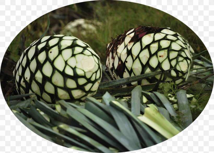 Agave Tequilana Agave Nectar Pineapple Queen Victoria Agave, PNG, 1000x715px, Tequila, Agave, Agave Nectar, Agave Tequilana, Century Plant Download Free