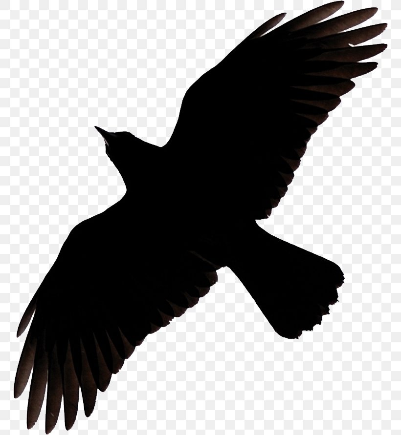 Common Raven Clip Art Crow Silhouette Vector Graphics, PNG, 766x891px, Common Raven, Accipitriformes, Art, Beak, Bird Download Free