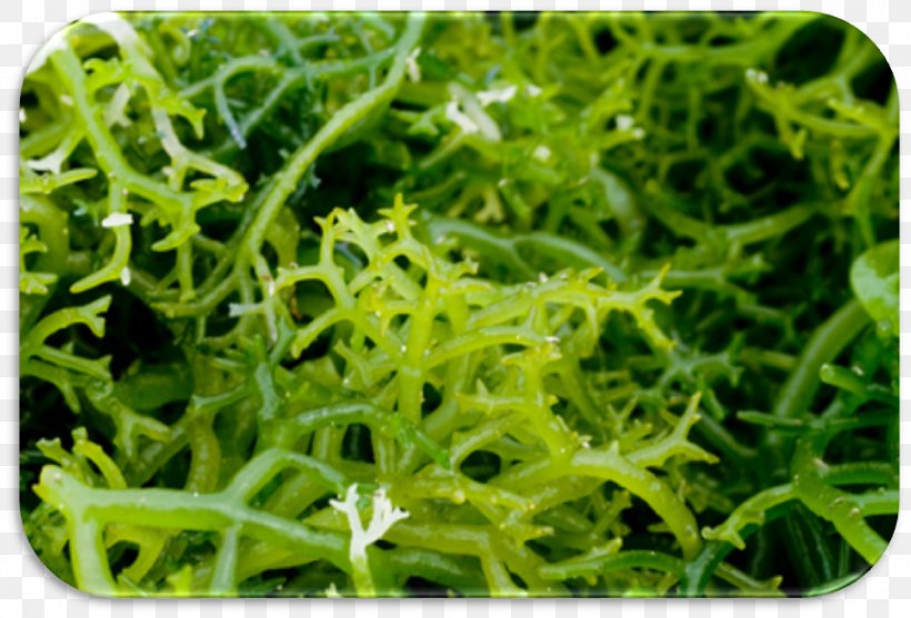 Algae Seaweed Farming Kelp Spirulina, PNG, 913x621px, Algae, Agar, Aquatic Plant, Chlorella, Eucheuma Download Free