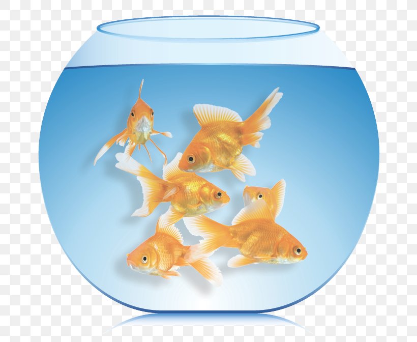 Goldfish Aquarium Feeder Fish Burton’s Total Pet, PNG, 793x672px, Goldfish, Aquarium, Biology, Bony Fish, Child Download Free