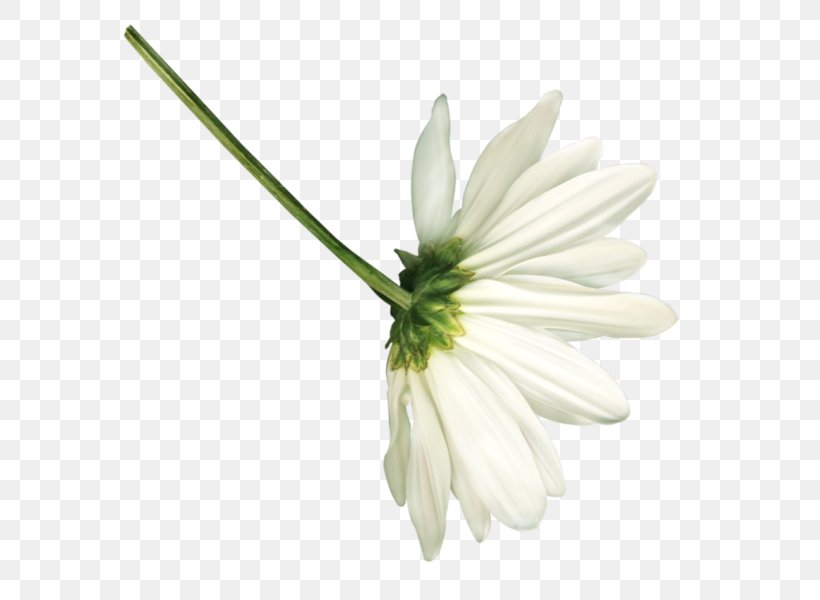 Petal Flower Daisy Family Chamomile White, PNG, 600x600px, Petal, Chamomile, Common Daisy, Cut Flowers, Daisy Family Download Free