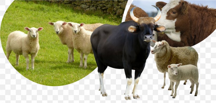 Cattle Sheep Horse Tame Animal Goat, PNG, 947x451px, Cattle, Animal, Animal Husbandry, Cattle Like Mammal, Cow Goat Family Download Free