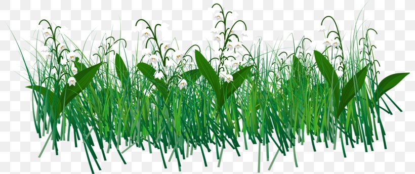 Download, PNG, 800x344px, Green, Cartoon, Commodity, Email, Grass Download Free