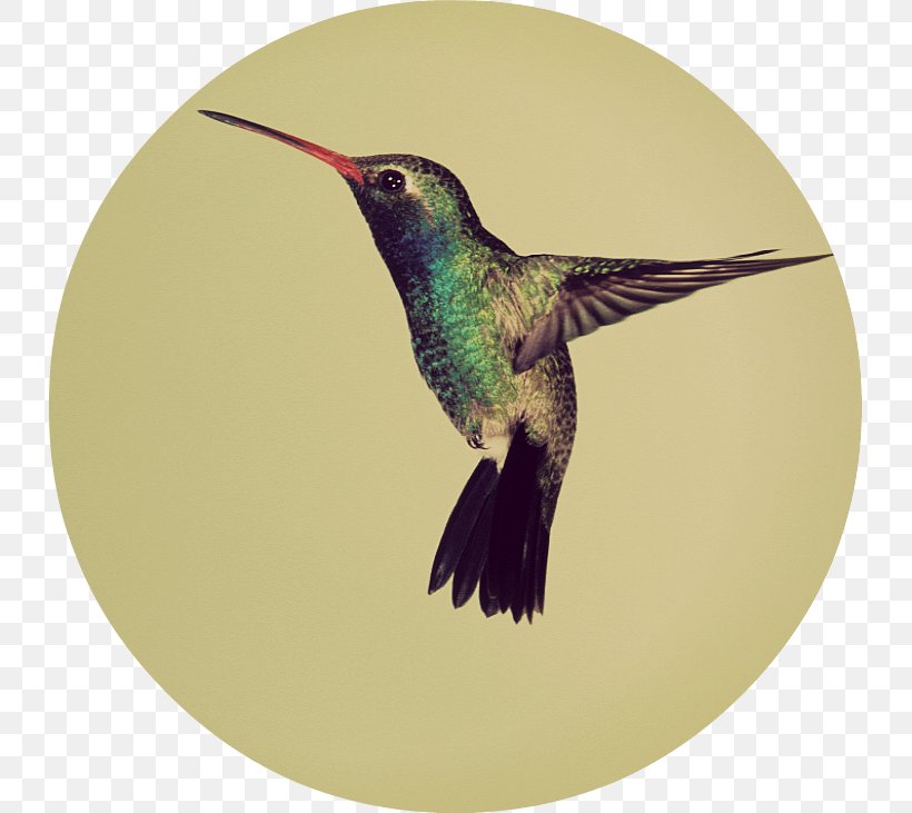 Google Hummingbird Algorithm Broad-billed Hummingbird, PNG, 731x731px, Hummingbird, Algorithm, Animal, Beak, Bird Download Free