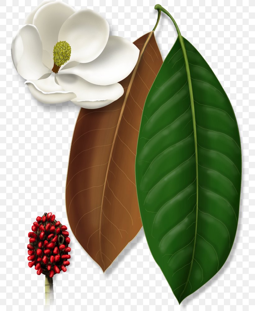 Leaf Flower Plant Anthurium Tree, PNG, 766x999px, Leaf, Anthurium, Flower, Magnolia, Magnolia Family Download Free