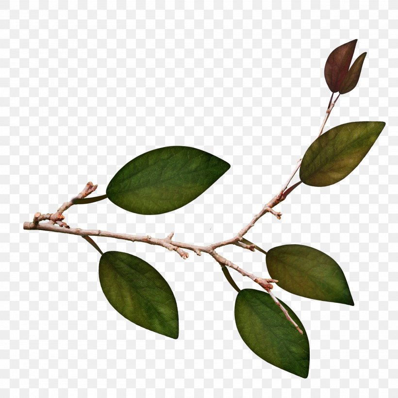 Twig Leaf Plant Stem, PNG, 2600x2600px, Twig, Branch, Leaf, Plant, Plant Stem Download Free
