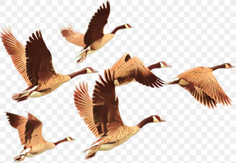 Bird Canada Goose Bird Migration Water Bird Animal Migration, PNG, 2319x1606px, Cartoon, Animal Migration, Beak, Bird, Bird Migration Download Free