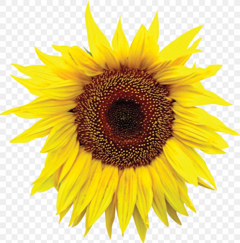 Common Sunflower Sunflower Seed Royalty-free, PNG, 1264x1280px, Common Sunflower, Annual Plant, Art, Daisy Family, Flower Download Free