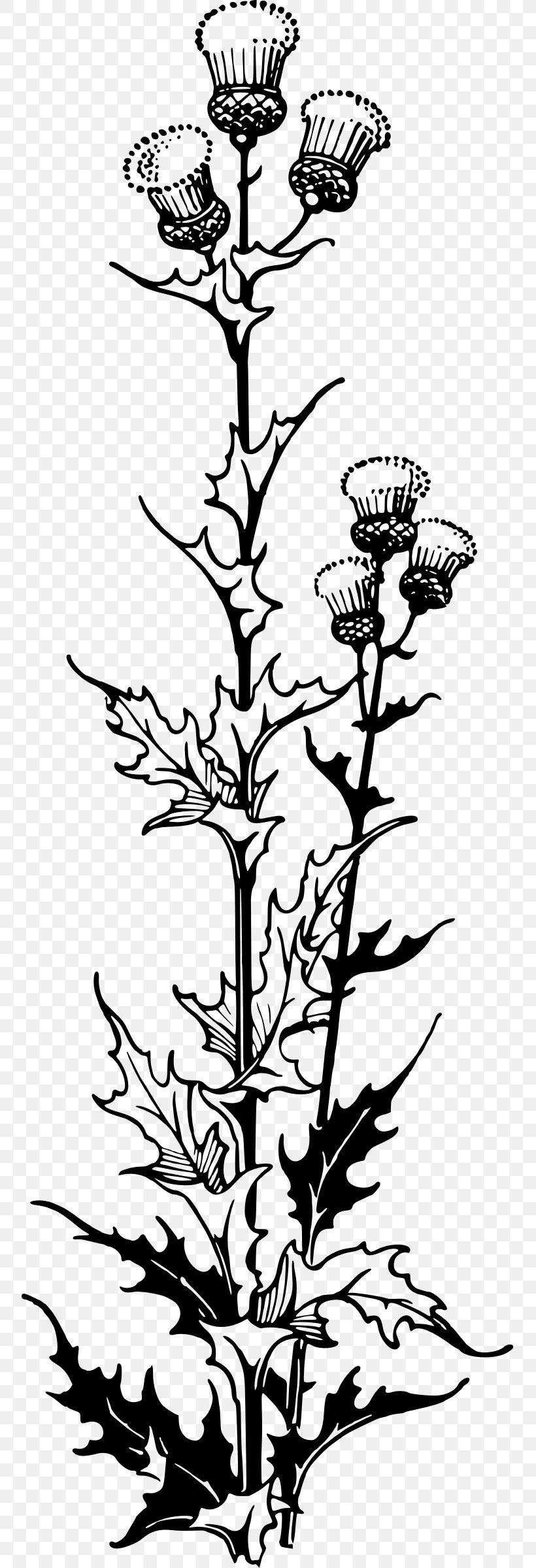 Drawing Clip Art, PNG, 753x2400px, Drawing, Black And White, Branch, Flora, Floral Design Download Free