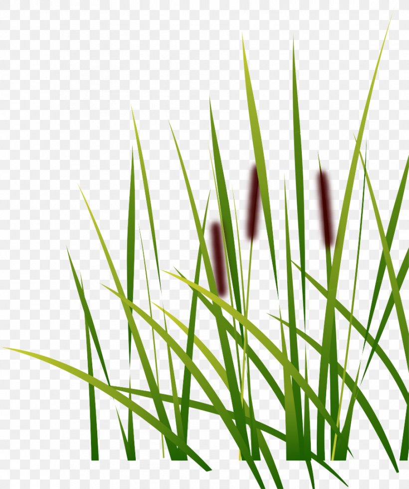 Photography, PNG, 904x1080px, Photography, Chrysopogon Zizanioides, Commodity, Computer Graphics, Grass Download Free