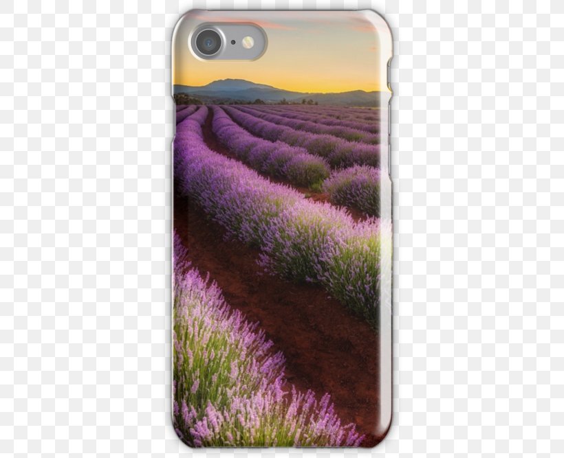 Farm Tomita Lavender Farm Station Flower Wallpaper, PNG, 500x667px, Lavender, Common Sunflower, Flower, Grass, Iphone 6 Plus Download Free