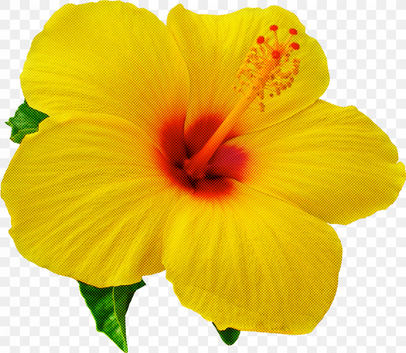 Flower Petal Yellow Hibiscus Hawaiian Hibiscus, PNG, 826x720px, Flower, Chinese Hibiscus, Hawaiian Hibiscus, Hibiscus, Mallow Family Download Free
