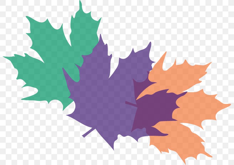 Maple Leaf Beisiegel Orthodontics Clear Aligners Illustration, PNG, 801x578px, Maple Leaf, Clear Aligners, Colchester, Computer, Flowering Plant Download Free
