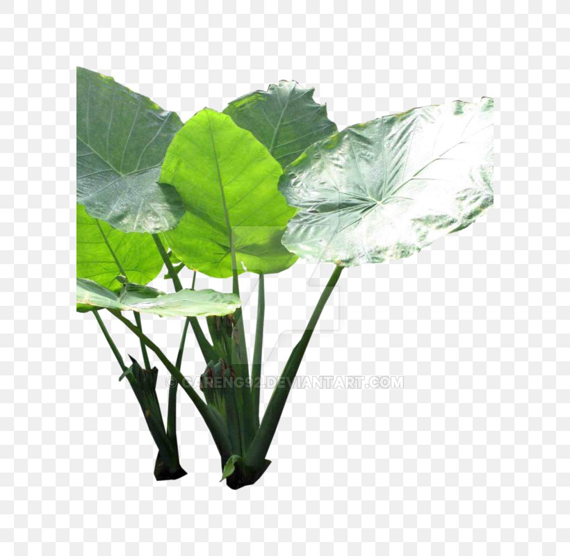 Cartoon Plane, PNG, 600x800px, Leaf, Alismatales, Anthurium, Arum Family, Colocasia Gigantea Download Free