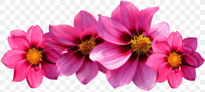 Floral Design, PNG, 977x439px, Flower, Annual Plant, Asterales, Cosmos, Cut Flowers Download Free