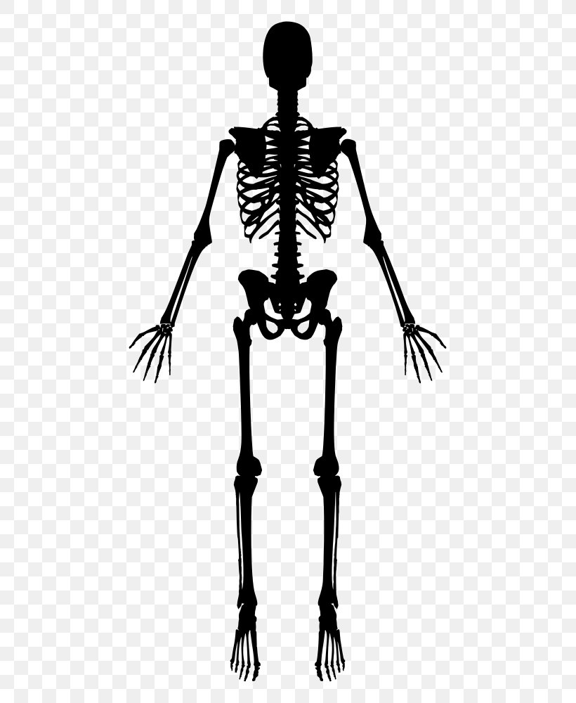 Human Skeleton Clip Art, PNG, 533x1000px, Human Skeleton, Black And White, Bone, Human, Human Body Download Free