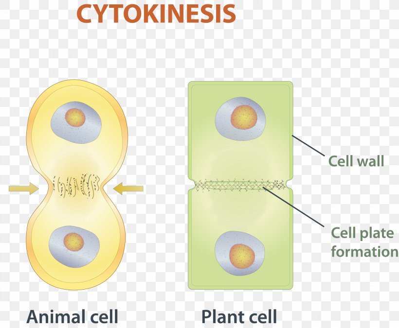 Mitosis Cytokinesis Cell Division Chromosome, PNG, 2639x2175px, Mitosis, Cell, Cell Division, Cell Nucleus, Chromatid Download Free