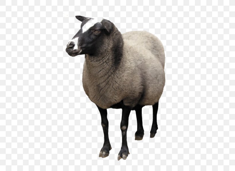 Sheep Goat Clip Art, PNG, 472x600px, Sheep, Clipping Path, Cow Goat Family, Fur, Goat Download Free