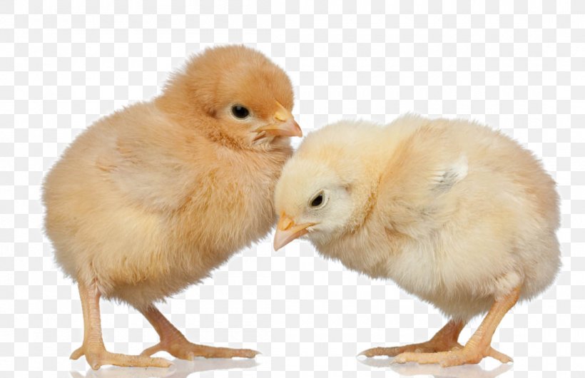 Silkie Broiler Poultry Farming, PNG, 1100x712px, Silkie, Animal, Beak, Bird, Broiler Download Free