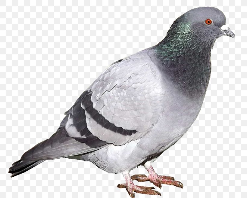Stock Dove Rock Dove PhotoScape Beak GIMP, PNG, 800x659px, Stock Dove, American Sparrows, Animal, Beak, Bird Download Free