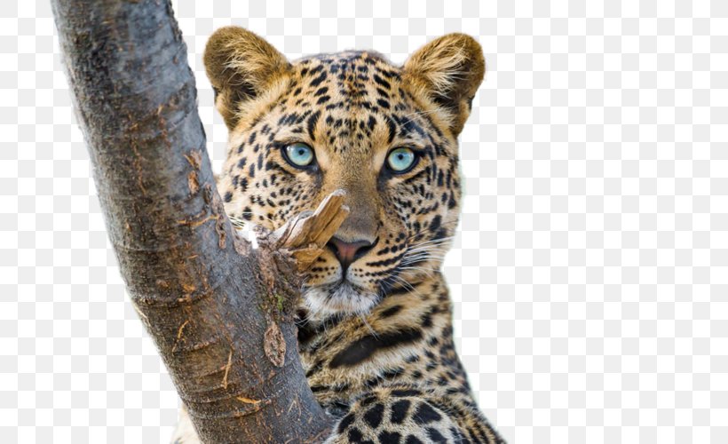 Tiger Cat Cheetah Amur Leopard Snow Leopard, PNG, 800x500px, 4k Resolution, Tiger, Amur Leopard, Animal, Big Cat Download Free