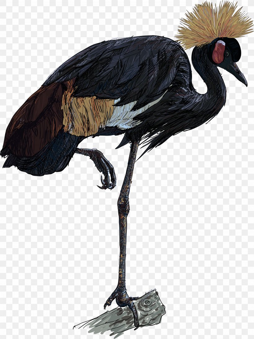 Africa Grey Crowned Crane Bird, PNG, 7251x9671px, Africa, Beak, Bird, Ciconiiformes, Crane Download Free