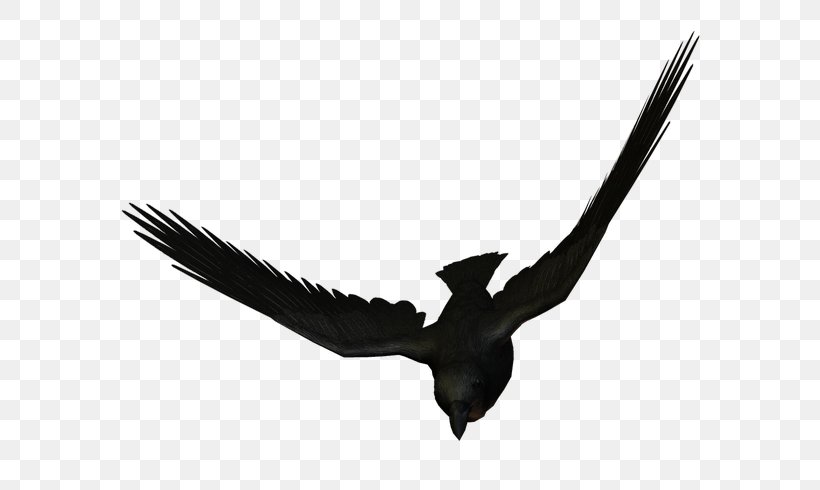 Bird Eagle Flight Large-billed Crow Carrion Crow, PNG, 600x490px, Bird, Accipitriformes, Animal, Beak, Bird Flight Download Free