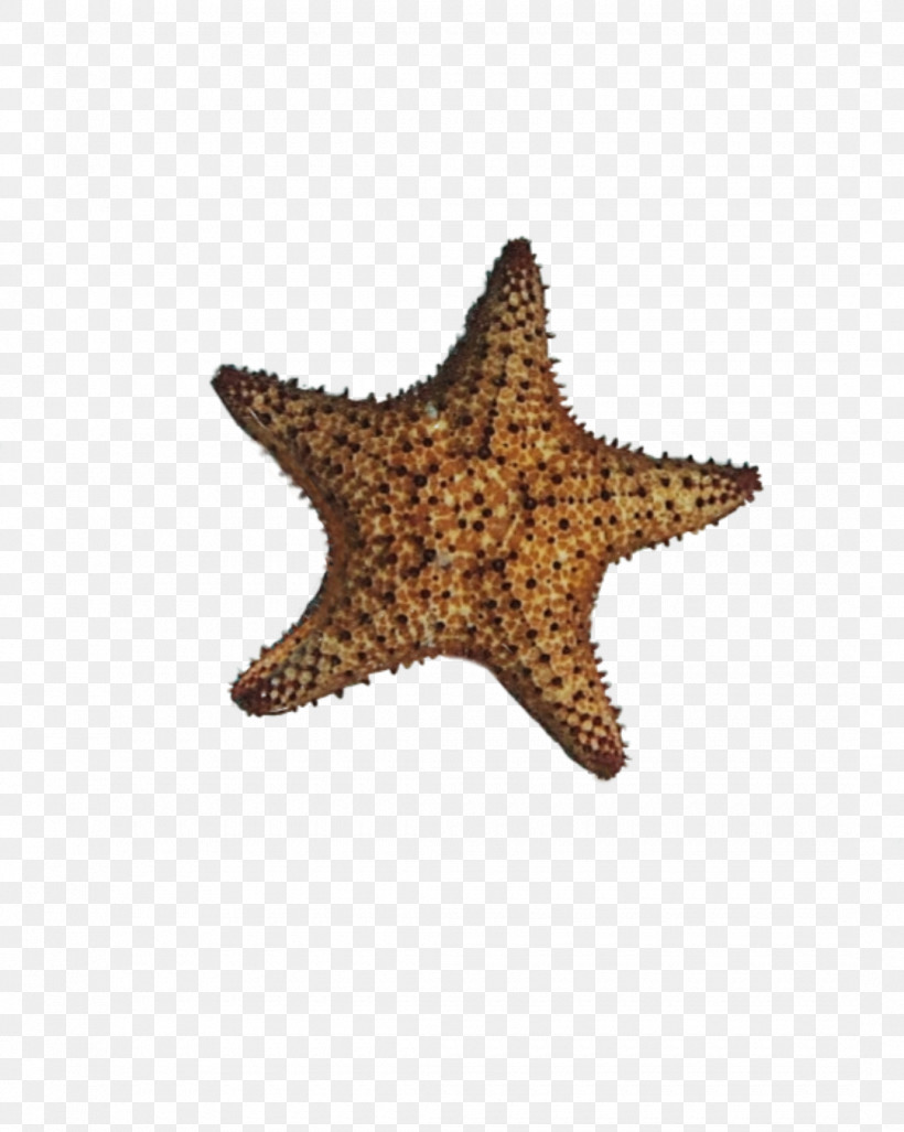 Starfish Star, PNG, 1080x1353px, Starfish, Star Download Free