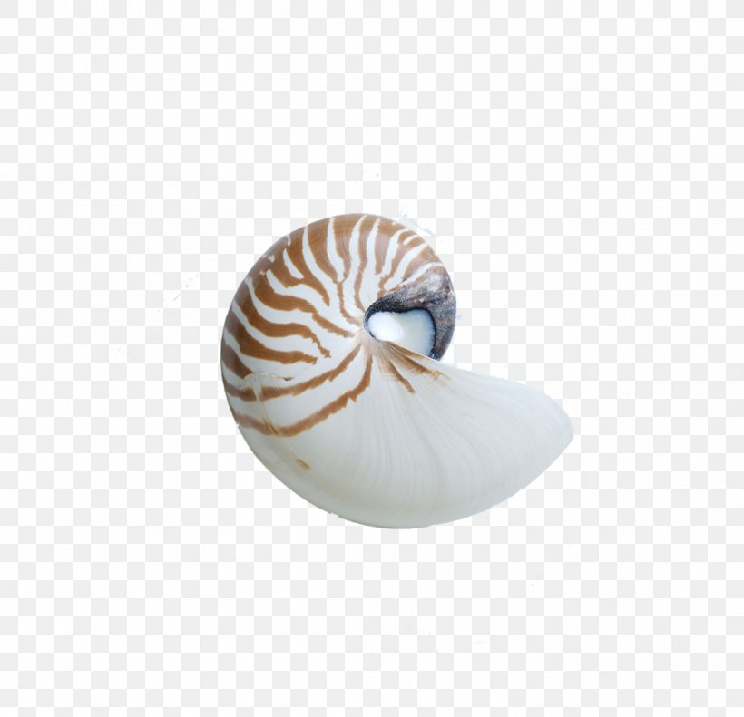 Chambered Nautilus Seashell Sea Snail, PNG, 1102x1064px, Chambered Nautilus, Conch, Conchology, Invertebrate, Marine Invertebrates Download Free