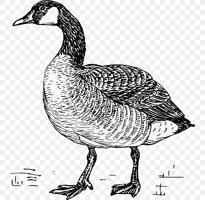 Greylag Goose Duck Bird Drawing, PNG, 740x800px, Goose, Beak, Bird, Black And White, Canada Goose Download Free