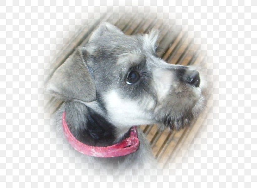 Miniature Schnauzer Standard Schnauzer Dog Breed Companion Dog, PNG, 600x600px, Miniature Schnauzer, Breed, Carnivoran, Companion Dog, Dog Download Free