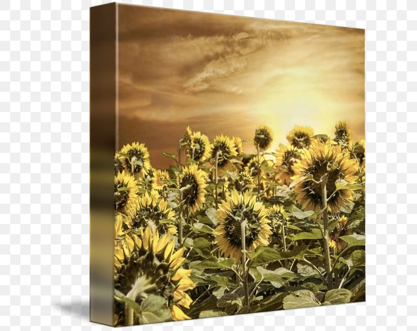 Sunflower M Stock Photography Sunflower Seed, PNG, 634x650px, Sunflower M, Daisy Family, Flower, Flowering Plant, Photography Download Free