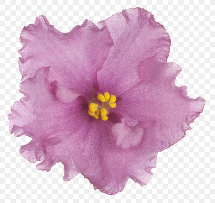 Violet Flower Clip Art, PNG, 1000x945px, Violet, Flower, Flowering Plant, Hibiscus, Magenta Download Free