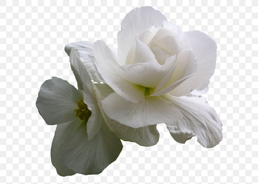 White Desktop Wallpaper Orchids Cut Flowers, PNG, 600x585px, White, Black, Black And White, Computer Monitors, Cut Flowers Download Free