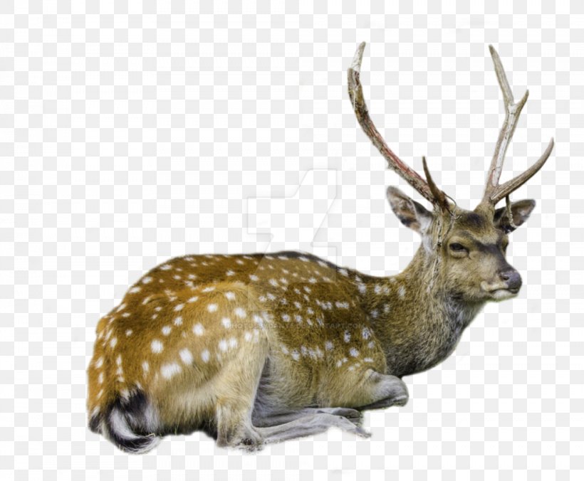White-tailed Deer Barasingha Reindeer, PNG, 984x812px, Deer, Animal, Antler, Axis, Barasingha Download Free