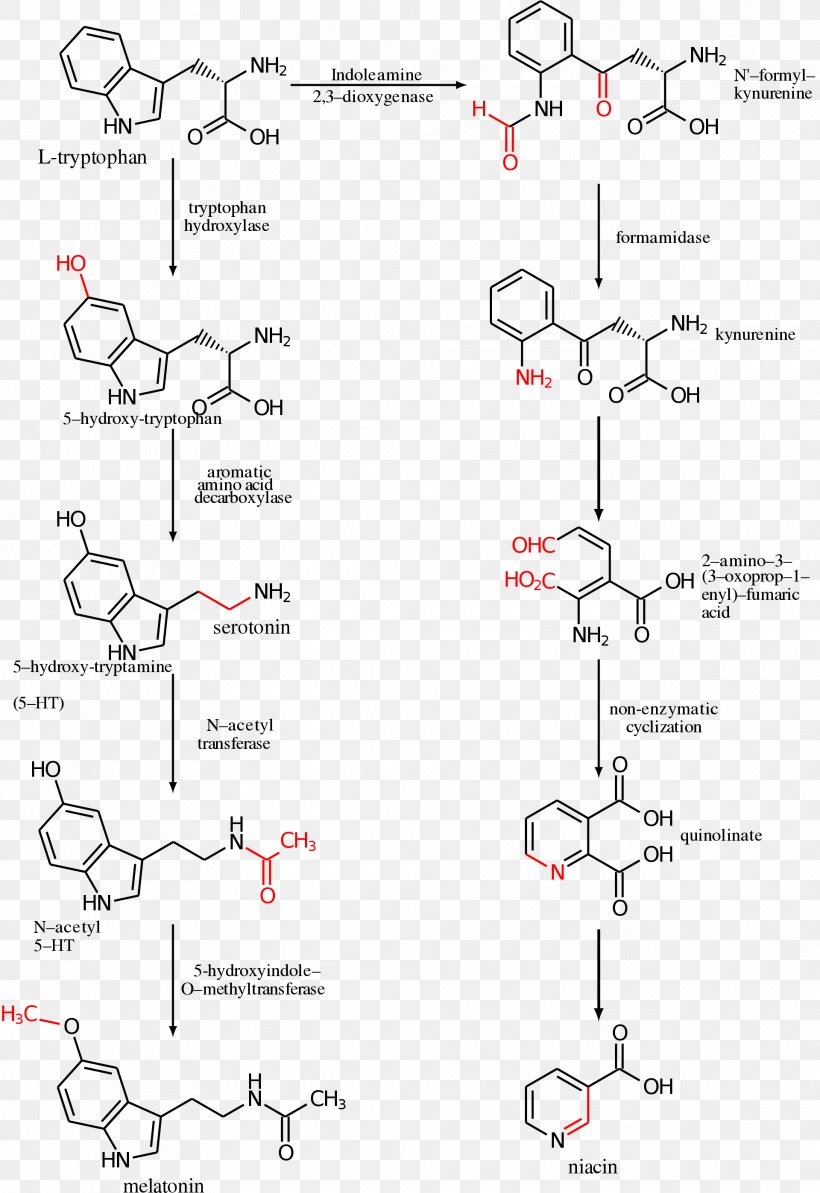 5-Hydroxytryptophan Serotonin Amino Acid Melatonin, PNG, 1920x2794px, Tryptophan, Acid, Amine, Amino Acid, Area Download Free