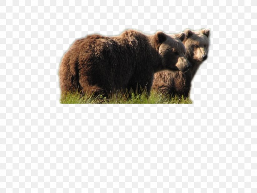 Brown Bear Grizzly Bear Alaska Moose, PNG, 1024x768px, Brown Bear, Alaska, Animal, Bear, Carnivora Download Free